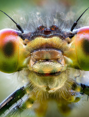 Insekt i närbild
