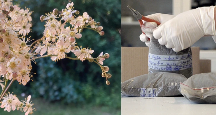 Collage av två bilder: på ett blommande träd och händer med vita handskar som öppnar jordprov