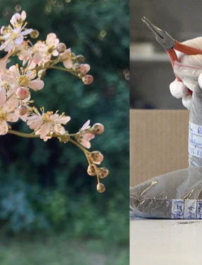 Collage av två bilder: på ett blommande träd och händer med vita handskar som öppnar jordprov