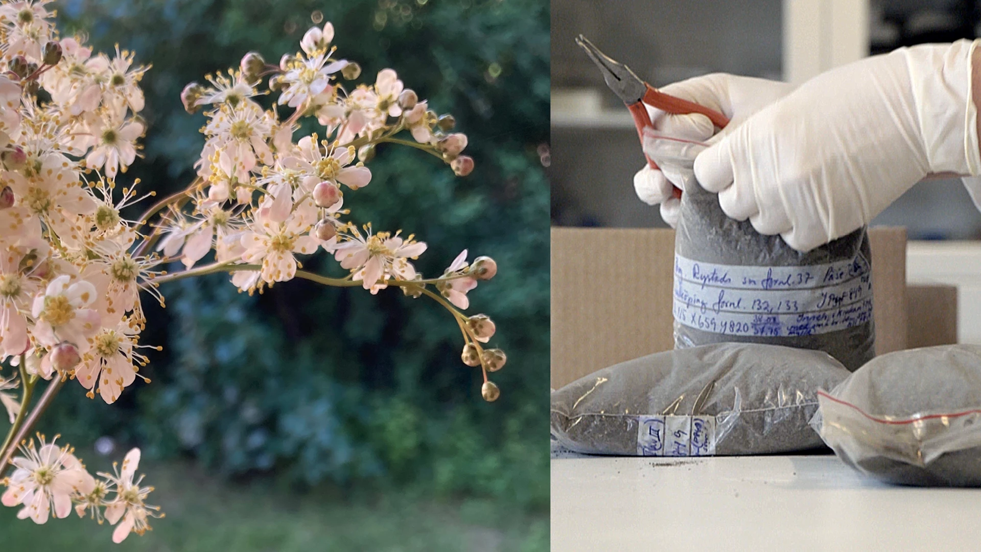 Collage av två bilder: på ett blommande träd och händer med vita handskar som öppnar jordprov