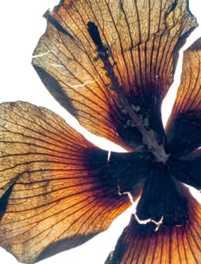 Lena Granefelt, Hibiscus från 1700-talet, fotograferad 2022