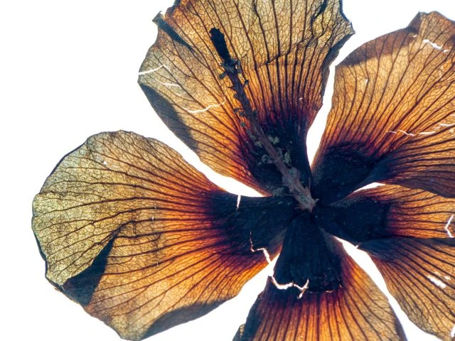 Lena Granefelt, Hibiscus från 1700-talet, fotograferad 2022