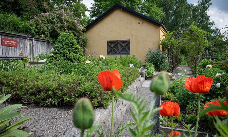 Vasamuseets trädgård.