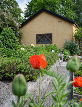 Vasamuseets trädgård.