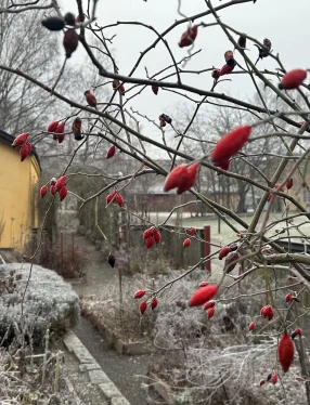 En del av Vasamuseets trädgård.