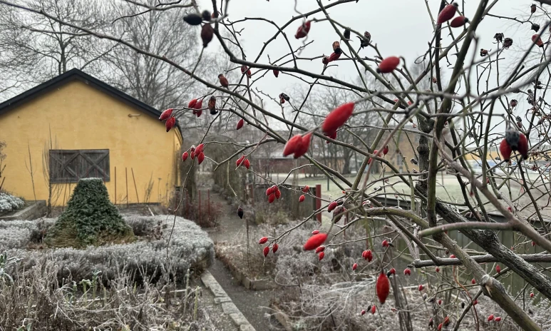 En del av Vasamuseets trädgård.