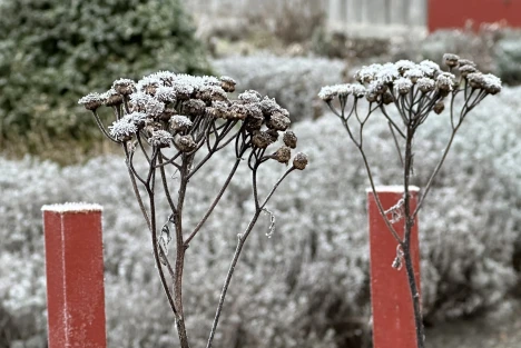 Växter i Vasamuseets trädgård.