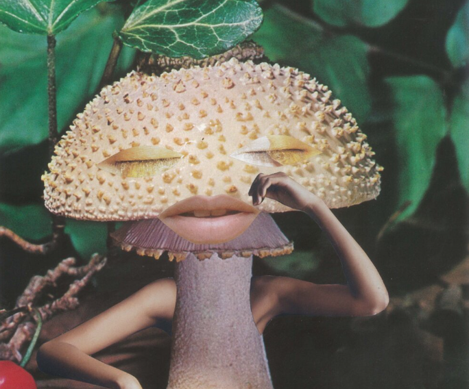https://www.welma.se/wp-content/uploads/2023/10/fungi-miljo.png